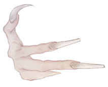 一隻手